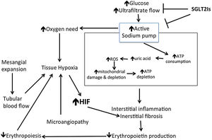Mechanism of renal hypoxia induced in diabetic kidney disease and role of SGLT2 inhibitors to improve oxygen status. SGLT2Is: sodium glucose co-transporter inhibitors; ROS: reactive oxygen species; HIF: hypoxia inducible factor.