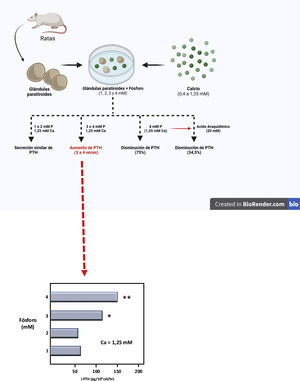Representación teórica del modelo usado por Almadén et al.13 para la demostración del efecto directo del fósforo (P), independiente del calcio (Ca), sobre la estimulación de la secreción de hormona paratiroidea (PTH) en la glándula paratiroidea. Las glándulas fueron incubadas durante 1 hora en concentración de calcio de 1,25mM y concentración variable de fósforo de 1,2,3 y 4mM.