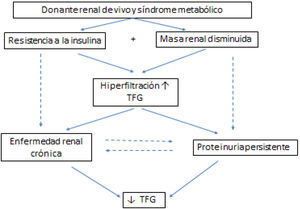 Posibles mecanismos que conducen a la hiperfiltración, enfermedad renal progresiva y proteinuria en potenciales donantes renales de vivo que presentan síndrome metabólico antes de la donación. TFG: Tasa de Filtración Glomerular. Adaptado de Hernández D.305.