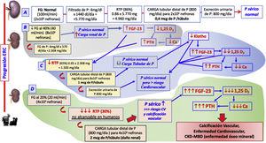 Fisiopatología. Alteraciones del metabolismo mineral en ERC