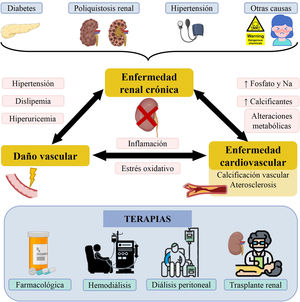 Enfermedad renal crónica, enfermedades asociadas y terapias. La ERC es producida por enfermedades como diabetes mellitus, poliquistosis o hipertensión arterial, entre otras. Como consecuencia de la ERC se producen enfermedades relacionadas con el daño vascular y la ECV, que están mediadas por distintos factores. En la parte inferior se muestran las principales modalidades de tratamiento en pacientes con ERC.