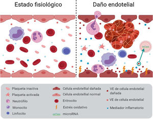 Daño vascular. El estrés oxidativo y la inflamación, entre otros factores, generan un deterioro endotelial que conlleva: aumento de la capacidad de adhesión que provoca trombosis, aumento de la liberación de VE y mayor extravasación leucocitaria, lo que favorece el desarrollo de enfermedades cardiovasculares. Figura elaborada con Biorender.