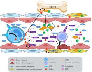 Disfunción endotelial y calcificación vascular generada por la unión del IS al receptor AhR en monocitos. El aumento de TNF-α generado por el IS genera un aumento de la producción de la quimiocina CX3CL1 en las células endoteliales. Cuando CX3CL1 se une a su receptor en el linfocito T, y este tiene su receptor de células T activo, va a generar la entrada en apoptosis de la célula endotelial. Además, TNF-α promueve osteólisis y liberación de calcio y fosfato, que favorecen la calcificación vascular. AhR: receptor de aril-hidrocarburo; BMP2: proteína morfogénica ósea 2; IS: indoxil sulfato; MSX2: Msh homrbox protein 2; Runx2: runt-related transcription factor 2; TCR: receptor de célula T; TNF-α: factor de necrosis tumoral alfa; TNFR: receptor de TNF.