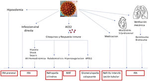 Riñón y Covid 19 Fisiopatologia del daño renal12.