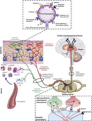 Conexiones y vías de señalización involucradas en la fisiopatología del prurito asociado a la enfermedad renal crónica. GRP: péptido liberador de gastrina; H: histamina; ILs: interleucinas; NK1: neurocinina-1; NMDA: N-metil-D-aspartato; NPs: neuropéptidos; NPPB: polipéptido natriurético B; O: opiode; PGs: prostaglandinas; PRs: proteasas; R: receptor. Adaptada de Makar et al.5, Verduzco y Shirazian24, Ikoma et al.38 y Yosipovitch y Bernhard39.