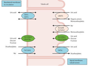 Transporte tubular renal de ácido úrico. El transportador URAT1, localizado en la membrana apical del túbulo contorneado proximal, reabsorbe el urato filtrado a cambio de aniones que son transportados hacia la luz tubular. Por su parte, el transportador Na+-monocarboxilato reabsorbe dichos aniones conjuntamente con el sodio. Por último, GLUT9, localizado tanto a nivel apical como a nivel basolateral, reabsorbe el urato junto a glucosa y fructosa. Tomado de Esparza Martin y García Nieto1, Perez-Ruiz et al.4, Travé et al.5 y López-Jiménez et al.6.