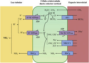 Acidificación de la orina distal en condiciones fisiológicas. La acidificación de la orina tiene lugar en los túbulos distal y colector a través de 3 procesos relacionados: a) reabsorción de la cantidad residual de bicarbonato (10%), que no ha sido recuperada en zonas más proximales de la nefrona; b) titulación del anión fosfato divalente (HPO42−) con H+ que se transforma en anión fosfato monovalente (H2PO4−) o acidez titulable; c) acumulación de amoniaco (NH3) intraluminal que capta H+ y forma amonio (NH4+). La secreción de H+ y la titulación de los tampones urinarios da lugar a la acidificación de la orina con lo que se pueden alcanzar valores de pH cercanos a 4,5 en condiciones de estimulación máxima del proceso. Este hecho se realiza en las células α-intercaladas que se localizan en el túbulo contorneado distal tardío, el túbulo conector y en los ductos colectores corticales y medulares. La secreción distal de H+ genera una cantidad equimolar de bicarbonato. Por cada molécula de hidrogeno que se excreta a la luz tubular, se genera intracelularmente una molécula nueva de bicarbonato gracias a la acción de la anhidrasa carbónica intracitoplásmica (AC tipo II), que es transferida a la sangre mediante el intercambiador de aniones Cl−-HCO3− (AE1). Las células α-intercaladas secretan H+ por medio de la ATPasa vacuolar (H+-ATPasa) que transfiere H+ activamente a través de la membrana luminal y la H+-K+-ATPasa que intercambia H+ por potasio. La función de la H+-ATPasa está marcadamente influenciada por la electronegatividad generada en la luz tubular por el transporte simultáneo de Na+ en las células principales del ducto colector. La acumulación de NH3/NH4+ en la médula genera un gradiente de concentración que favorece su entrada por la membrana basolateral de las células intercaladas-α. La excreción de NH3/NH4+ requiere de al menos 2 pasos, a saber, ingreso basolateral y excreción luminal. La captación desde el intersticio del NH3/NH4+ se lleva a cabo por varias vías que incluyen el transportador Na+/K+/2Cl− (NKCC1), la Na+-K+-ATPasa (en el caso de estos dos trasportadores, el NH4+ puede ser transportado en lugar de potasio), los canales de gases Rhcg (human Rhesus C glycoprotein) y los canales de NH4+ activados por hiperpolarización HCN (hyperpolarization-activated cyclic nucleotide-gated cationic non-selective). La membrana luminal tiene una alta permeabilidad para NH3. Los canales RhCG están presentes en la membrana luminal y en la membrana basolateral.