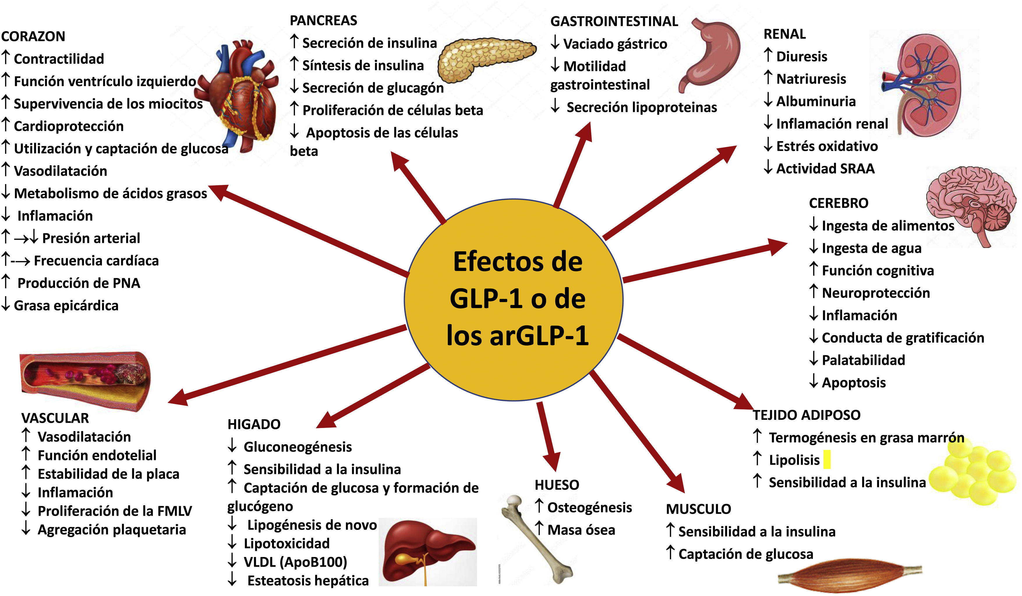 Agonistas del receptor de péptido similar al glucagón tipo 1 (GLP-1) en el manejo del paciente con diabetes mellitus tipo 2. Una aproximación para el nefrólogo