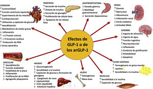 arGLP-1: agonista del receptor del péptido similar al glucagón 1; FMLV: fibra muscular lisa vascular; PNA: péptido natriurético auricular; SRAA: sistema renina-angiotensina-aldosterona. Modificado de Müller et al.29.
