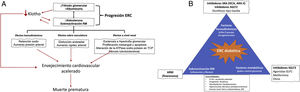 Aldosterona y receptor mineralocorticoide en la etiopatogenia de la enfermedad renal crónica (A) y protección integral del paciente con nefropatía diabética (B). AEE: agentes estimulantes de la eritropoyesis; ARA II: antagonistas de los receptores de angiotensina ii; ARM: antagonista receptor mineralocorticoide; ERC: enfermedad renal crónica; GLP1R: receptor del péptido similar al glucagón tipo 1; IC-FEr: insuficiencia cardiaca con fracción de eyección reducida; IECA: inhibidores de la enzima convertidora de angiotensina; RM: receptor mineralocorticoide; SGLT2: cotransportador sodio-glucosa tipo 2; SRA: sistema renina angiotensina; TCP: túbulo contorneado proximal. Fuente: Fernández-Fernández et al.7, Barrera-Chimal et al.16, Erráez et al.18, Epstein24, Epstein25, Alicic et al.26, Buonafine et al.27, Bauersachs et al.28, DuPont et al.29, Alicic et al.30, Ruiz Ortega et al.31, Brown et al.32 y Mima33.