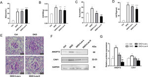 Losartan inhibited albumin transcytosis by down-regulating ANGPT2 and CAV1 expression in vivo. (A) Blood glucose level (BG). (B) Ratio of the kidney weight/body weight (KBWR). (C) Serum creatinine (Scr). (D) Urine albumin/creatinine ratio (UACR). (E) Representative PAS (periodic acid-Schiff) staining images of kidney. (F) Western blot of ANGPT2 and CAV1 of kidney in Ctrl group, DKD group, DKD+ Los-L(10mg/kg/d) group and DKD+ Los-H(50mg/kg/d) group. (G) Densitometric analysis of western blot signals of ANGPT2 and CAV1 (n≥3). *P<0.05 vs. Ctrl group, #P<0.05 vs. DKD group. Data are presented as means±SEM.