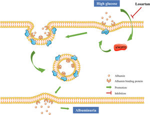 ANGPT2 promotes albumin transcytosis across GECs under HG conditions by increasing CAV1 expression, thus increasing albumin excretion. Losartan reduces albumin transcytosis and albuminuria formation in DKD by inhibiting the upregulation of ANGPT2 under HG conditions.