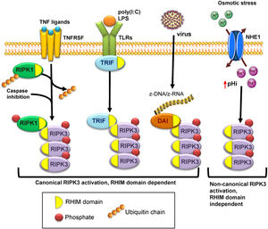 Different pathways of RIPK3 activation. Canonical activation of RIPK3 is dependent on its RHIM domain that binds to other RHIM-containing proteins: RIPK1 following activation by TNF receptor superfamily proteins, TRIF in response to Toll like receptor (TLR) activation, and DAI/ZBP1 activated by z-RNA from viral infection. The interaction of the RHIM domain of RIPK3 with RHIM-containing proteins allows autophosphorylation and activation of RIPK3. Non-canonical RIPK3 activation is independent of the RHIM domain, and it is mediated by osmotic stress-induced intracellular acidification through NHE1.