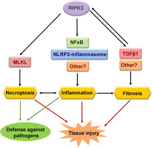 Functions of RIPK3. The best-known function of RIPK3 is to mediate necroptosis through phosphorylation and activation of MLKL. Necroptosis is a proinflammatory and immunogenic cell death. RIPK3 can also induce inflammation independently of necroptosis through the NLRP3-inflammsome or NFκB, although other mediators may be involved. Finally, RIPK3 has also been implicated in tissue fibrosis, although further studies are needed to discern whether RIPK3-induced fibrosis is a primary result of RIPK3 activation or inflammation-dependent. Different functions of RIPK3 contribute to tissue injury and defense against pathogens.