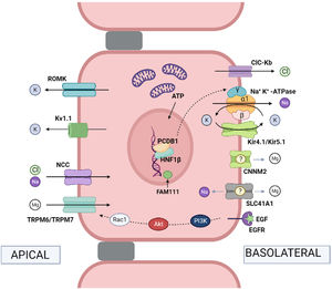 Mecanismos fisiológicos de transporte en el túbulo contorneado distal. Na+ y Cl− pasan desde la luz tubular al interior de la célula mediante el cotransportador de NaCl sensible a tiazidas (NCC) (mutaciones en el gen codificante producen la enfermedad de Gitelman). El Cl− sale de la célula mediante el canal de cloro ClC-Kb (mutaciones en el gen producen la enfermedad de Bartter tipo III). El Na+ sale de la célula mediante la Na+, K+-ATPasa (mutaciones en el gen que codifica la subunidad ɣ de la Na+, K+-ATPasa producen la hipomagnesemia autosómica dominante con hipocalciuria y las que codifican la subunidad α producen la hipomagnesemia con convulsiones y discapacidad intelectual tipo 2). El factor de transcripción nuclear 1 del hepatocito (HNF1β) regula la transcripción del gen que codifica la subunidad ɣ de la Na+, K+-ATPasa (mutaciones en el gen codificante producen la nefropatíaHNF1β). El coactivador pterin-4-alpha-carbinolamine dehydratase 1 (PCBD1) es un cofactor de HNF1β e incrementa la actividad transcripcional de la subunidad γ de la Na+, K+-ATPasa (mutaciones en el gen codificante producen la hiperfenilalaninemia neonatal transitoria con primapterinuria). FAM111A es un regulador de determinados factores de transcripción nucleares (mutaciones heterocigotas missense en el gen codificante son causa del síndrome de Kenny-Caffey tipo 2 que puede cursar con hipomagnesemia). En el túbulo distal, la reabsorción de Mg2+ es un proceso de transporte activo por rutas transcelulares, impulsado por la diferencia de potencial existente entre la luz tubular y el interior de la célula. Los iones Mg2+ pasan desde la luz tubular al citosol mediante el canal apical TRPM6/TRPM7 (mutaciones en los genes codificantes de TRPM6 y TRPM7 producen la hipomagnesemia con hipocalcemia secundaria autosómica recesiva tipo 1 y tipo 2, respectivamente). Posiblemente salen de la célula mediante CNNM2 (mutaciones en el gen codificante producen la hipomagnesemia con convulsiones y discapacidad intelectual tipo 1) y el intercambiador de Mg2+/Na+ SLC41A1 (mutaciones en el gen codificante producen un fenotipo tipo nefronoptisis). Epidermal growth factor (EGF) es un activador del canal TRPM6 (mutaciones en el gen codificante producen la hipomagnesemia autosómica recesiva; mutaciones en el receptor de EGF [EGFR] produce la enfermedad inflamatoria neonatal de la piel y el intestino tipo 2). La fuerza apical necesaria para el transporte de Mg2+ es creada por la acción cooperativa de la Na+,K+-ATPasa basolateral, el canal de cloro ClC-Kb, el canal heteromérico Kir4.1/Kir5.1 que recicla K+ (mutaciones en el gen que codifica Kir 4.1 producen el síndrome EAST/SeSAME), el NCC y los canales extrusores de K+, ROMK (Kir1.1) (mutaciones en el gen codificante producen la enfermedad de Bartter tipo II) y Kv1.1 (mutaciones en el gen codificante producen la hipomagnesemia autosómica dominante o ataxia episódica tipo 1). Nota: No se incluyen los nombres de los genes codificantes ya que figuran en el texto.