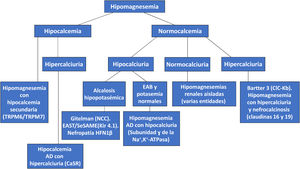 Algoritmo diagnóstico de las hipomagnesemias a partir de los niveles de calcemia y de calciuria. Entre paréntesis figuran, en la mayoría de los casos, los transportadores anómalos (AD: autosómico dominante; EAB: equilibrio ácido-base).