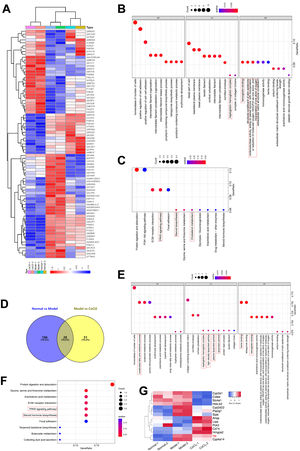 Differentially expressed proteins (DEPs) and their GO and KEGG pathway analyses. (A) Heatmap of 79 DEPs (model vs. CoCl2 treatment) across all groups. (B and C) GO (B) and KEGG pathway (C) analyses of 79 DEPs. (D) Venn diagram of proteins overlapping between normal vs. model and model vs. CoCl2 comparisons. (E and F) GO (E) and KEGG pathway (F) analyses of 79 overlapped DEPs. (G) Proteins enriched in GO or KEGG pathways related to ferroptosis were selected; their expression among three groups is shown in the heatmap. Terms outlined with dotted lines were associated with ferroptosis based on published data.