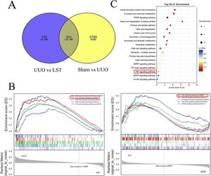 Losartan may ameliorate renal fibrosis through TNF signal pathway. (A) Venn Diagram of overlapping genes derived from transcriptome analysis in a pairwise comparison. LST vs. UUO in blue and Sham vs. UUO in yellow. (B) Gene set enrichment analysis (GSEA) of losartan treatment-related key pathways. (C) KEGG analysis of losartan treatment-related functional annotations.