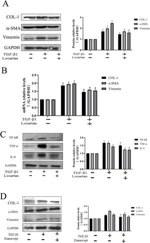 Losartan ameliorates renal fibrosis by TNF signaling pathway in HK-2 cell. (A) Western blotting analysis using antibodies α-SMA, Vimentin and COL-1 against to examine renal fibrosis. (B) PCR measured the mRNA expression of α-SMA, Vimentin and COL-1 to examine renal fibrosis. (C) Western blotting analysis using antibodies NF-κB, TNF-α and IL-6 to examine inflammation. (D) Western blotting analysis using antibodies α-SMA, Vimentin and COL-1 against to examine renal fibrosis. The data are presented as the mean±SD, *P<0.05 vs. the Con group, #P<0.05 vs. the TGF-β1 group.