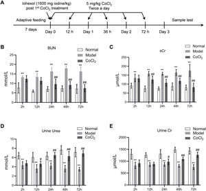 Time points in the animal experiment and kidney injury indicators. (A) Time points and experimental procedure. (B–E) Serum blood urea nitrogen (BUN), serum creatinine (sCr), urinary urea, and urinary creatinine after CoCl2 administration; * indicates model vs. normal, # indicates CoCl2vs. model; n=6; # p<0.05; **,## p<0.01.
