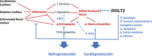 Efectos beneficiosos de los iSGLT2 más allá del aumento de la eritropoyesis. Efectos indirectos en riñón y corazón74,75. La insuficiencia cardiaca, la diabetes mellitus y la enfermedad renal crónica favorecen la inflamación, lo que aumenta los niveles de hepcidina. Ello favorece el déficit funcional de hierro, disminuyendo la disponibilidad de hierro en la médula ósea y a nivel miocárdico. Asimismo, la inflamación reduce la eritropoyesis al inhibir la síntesis de eritropoyetina y sus efectos sobre la eritropoyesis. Los iSGLT2 mejoran la inflamación, el déficit funcional de hierro y aumentan los niveles de eritropoyetina, mejorando la eritropoyesis. Además, optimizan la autofagia, la función mitocondrial y disminuyen la apoptosis, el estrés oxidativo y la fibrosis, lo que se traduce en la nefro y cardioprotección de estos fármacos. iSGLT2: inhibidores del cotransportador sodio-glucosa tipo 2; ERFE: eritroferrona; RTf1: receptor de transferrina tipo 1. Flechas rojas: efectos deletéreos. Flechas azules: efectos positivos.