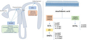 Location and action site of 20-HETEs and EETs in the nephron (left) and pathways of metabolism of arachidonic acid by CYP enzymes and (right). Adapted from11,17,19; TALH: thick ascending loop of Henle; sEH: epoxide hydrolase.