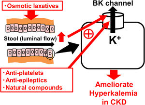 BK channels in colonic enterocytes as the therapeutic target for hyperkalemia in chronic kidney disease (CKD). BK channels are expressed in the apical membrane of colonic enterocytes and play a major role in excreting K+ ions into the feces. Already marketed drugs, such as anti-platelets (cilostazol) and anti-epileptics (zonisamide), or natural compounds, such as estradiol, omega-3 docosahexaenoic acid (DHA) and resveratrol, increase the BK channel activity. Osmotic laxatives, which increase the intestinal luminal flow, also activate the BK channels and thus ameliorate hyperkalemia in CKD.