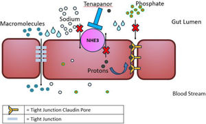 Tenapanor, mechanism of action.