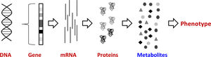 Ventajas de la metabolómica: cada vez más cerca del fenotipo. DNA: ácido desoxirribonucleico, mRNA: ácido ribonucleico mensajero.