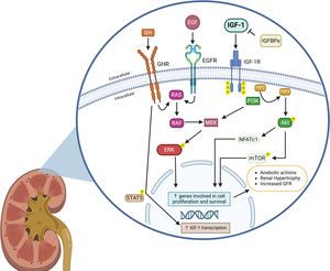 Schematic illustration depicting IGF-1 regulatory factors in the kidney and its downstream interaction pathways leading to renal hypertrophy. Binding of IGF-1 to the IGF-1 receptor (IGF-1R) results in phosphatidylinositol-3-kinase (PI3K) activation, increasing phosphorylation of phosphatidylinositol-4,5-bisphosphate (PIP2) to generate phosphatidylinositol-3,4,5-trisphosphate (PIP3), which in turn results in the AKT and mTOR phosphorylation, as well as NFATc1 nuclear translocation, and subsequent transcription of genes related to cell survival and proliferation. In contrast, IGF binding proteins (IGFBPs) capture free IGF-1 and inhibits IGF-1 binding to IGF-1R. Growth hormone (GH) and epidermal growth factor (EGF) bind to their specific receptors and increase RAS-mediated ERK phosphorylation, which also activates the transcription of genes involved in proliferation and survival. Activation of the IGF-1 signaling interacts with EGF and GH downstream signaling by enhancing MEK signaling and ERK phosphorylation, thereby stimulating their anabolic effects. Furthermore, activation of the GH signaling increases IGF-1 gene transcription through phosphorylation and nuclear translocation of STAT5, which further stimulates IGF-1 signaling. Altogether, IGF-1 signaling produces renal hypertrophy and increases glomerular filtration rate (GFR). Created in BioRender. Domínguez Coral, J. (2025) https://BioRender.com/ah5z7kc.