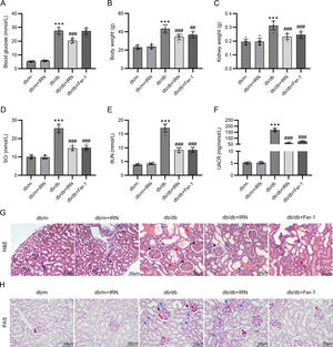 IRN ameliorates renal injury in db/db mice. (A–F) Measurement of blood glucose levels, body weight, renal weight, serum creatinine (SCr) levels, blood urea nitrogen (BUN) levels, and urinary albumin creatinine ratio (UACR) in db/m and db/db mice treated with vehicle, IRN, or Fer-1. (G and H) Representative H&E and PAS staining images showing pathological changes in mouse renal tissues. In H&E staining, black arrows indicate glomerular hypertrophy, red arrows indicate renal tubule atrophy, and blue arrows indicate inflammatory cell infiltration. In PAS staining, red arrows indicate glomerular basement membrane thickening, blue arrows indicate thickening of the basement membrane of the renal tubules, and black arrows indicate thickening of the basement membrane of the renal capsule. Scale bar: 50μm. Results are presented as the mean±SD of 6 mice. ***p<0.001 versus db/m; ##p<0.01, ###p<0.001 versus db/db.