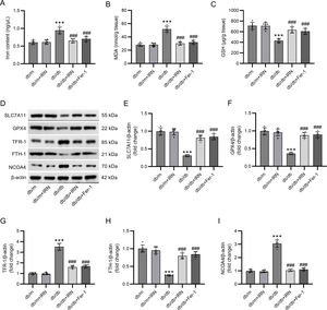 IRN inhibits ferroptosis in db/db mice. (A–C) Examination of iron content, MDA levels, and GSH levels in mouse renal tissues. (D–I) Evaluation of SLC7A11, GPX4, TFR-1, FTH-1, and NCOA4 protein expression in mouse kidney tissues through western blotting and densitometric analysis of the bands. Results are presented as the mean±SD of 6 mice. ***p<0.001 versus db/m; ###p<0.001 versus db/db.