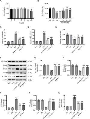 IRN curbs HG-induced HK-2 cell injury and ferroptosis. (A) Detection of the cytotoxicity of IRN against HK-2 cells through CCK-8 assay. *p<0.05. (B) Assessment of HK-2 cell viability after treatment with normal glucose, normal glucose+mannitol, high glucose, or high glucose+IRN (5, 10, 25, or 50μM) by CCK-8 assay. (C–E) Measurement of iron content, MDA levels, and GSH levels in HK-2 cells. (F–K) Estimation of SLC7A11, GPX4, TFR-1, FTH-1, and NCOA4 protein levels in HK-2 cells via western blotting and densitometric analysis of the bands. Results are presented as the mean±SD of three independent experiments. ***p<0.001 versus NG; #p<0.05, ##p<0.01, ###p<0.001 versus HG.