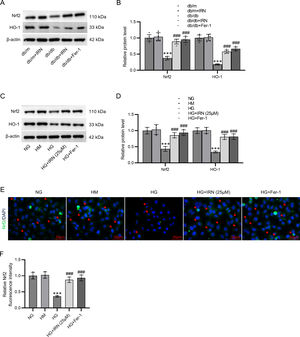 IRN activates the Nrf2/HO-1 pathway in db/db mice and HG-stimulated HK-2 cells. (A and B) Determination of Nrf2 and HO-1 protein levels in db/m and db/db mice administrated with vehicle, IRN, or Fer-1 through western blotting and densitometric analysis of the bands. Results are presented as the mean±SD of 6 mice. ***p<0.001 versus db/m; ###p<0.001 versus db/db. (C and D) Evaluation of Nrf2 and HO-1 protein levels in HK-2 cells following treatment with normal glucose, normal glucose+mannitol, high glucose, or high glucose+IRN (25μM) by western blotting and densitometric analysis of the bands. (E and F) Representative immunofluorescence staining images showing Nrf2 expression and nuclear translocation in HK-2 cells and quantitative analysis of Nrf2 fluorescence intensity. Scale bar: 50μm. Results are presented as the mean±SD of three independent experiments. ***p<0.001 versus NG; ###p<0.001 versus HG.