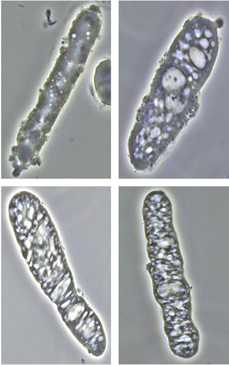 fig0005