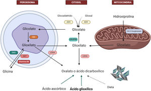 Metabolismo hepático del oxalato. La glicina es metabolizada por la enzima alanina-glioxilato aminotransferasa (AGT) en glioxilato en el hepatocito humano. En sujetos sanos, la mayor parte del glioxilato es metabolizada en el citosol en glicolato a través de la enzima glioxilato reductasa-hidroxipiruvato reductasa (GRHPR); solo una pequeña parte es metabolizada por la lactato deshidrogenasa (LDHA) en oxalato. ADH: alcohol deshidrogenasa; AGT: alanina-glioxilato aminotransferasa; DAO: GO: glicolato oxidasa; GRHPR: glioxilato reductasa-hidroxipiruvato reductasa; LDHA: lactato deshidrogenasa. Creado por Biorender.com.