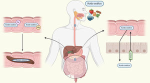 Absorción intestinal de oxalato. El oxalato se conjuga con el calcio y el magnesio para ser eliminado por vía fecal. En condiciones de aumento del aporte de oxalato o baja concentración de estos cationes, el oxalato libre es absorbido por vía paracelular y nuevamente secretado a través del transportador solute carrier family 26 member 6 (SLG26A6). Este transportador es saturable. Ca: calcio; Mg: magnesio; O: ácido oxálico. Creado por Biorender.com.