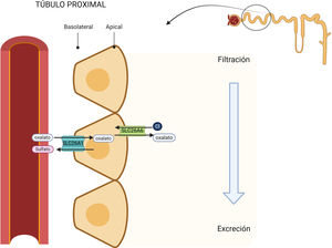 Reabsorción en el túbulo proximal. En la membrana basolateral el transportador SLC26A1 capta el oxalato intercambiándolo por sulfato. Este es excretado a la luz tubular a través del intercambiador SLC26A6 de cloruro-oxalato situado en la cara apical celular. SLC26A6: solute carrier family 26 member 6; Cl: cloro. Creado por Biorender.com.