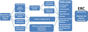 Mecanismos que llevan desde la exposición al humo del tabaco al evento renal AGE: productos de glicación avanzada; ERC: enfermedad renal crónica; SRAA: sistema renina-angiotensina-aldosterona.