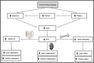 Impact of chronic kidney disease on phospho-calcium metabolism. Description: Demonstration of how chronic kidney disease interferes with phospho-calcium metabolism in different ways, involving several organs, such as kidney, bone and intestine. Abbreviations: FGF23, fibroblast growth factor 23; P04(3-), phosphate; Ca2+, calcium; PTH, parathormone; ↑, increase; ↓, decrease.