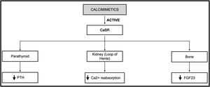 Action of calcimimetics on the main target organs of the body. Description: Demonstration of how calcimimetics act on different organs that express CaSR, such as parathyroid, kidney and bone. Abbreviations: CaSR, calcium-sensing receptor; PTH, parathormone; Ca2+, calcium; FGF23, fibroblast growth factor 23; ↓, decrease.