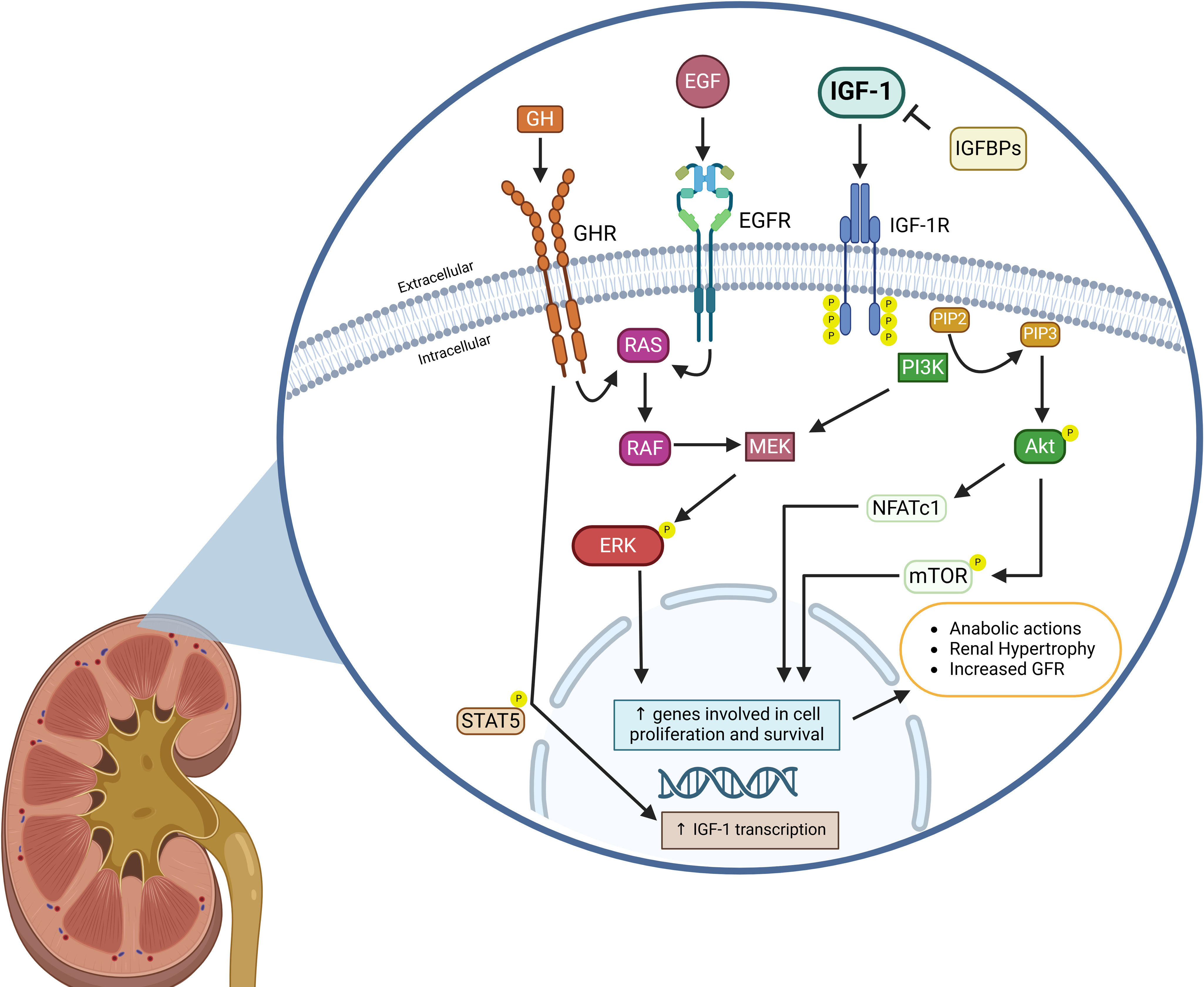 The multiple functions of insulin-like growth factor 1 in kidney ...