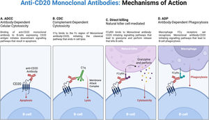 Mechanism of action of anti-CD20 monoclonal antibodies. Created in https://BioRender.com. CDC, Complement-dependent cytotoxicity; ADCC, Antibody-dependent cellular cytotoxicity; ADP, Antibody-dependent phagocytosis.