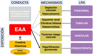Resumen de principales mecanismos fisiopatológicos involucrados en patogenia de lesión renal aguda. EAA: esteroides androgénicos anabolizantes.