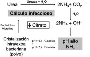 Esquema de la fisiopatología de la litiasis infectiva.