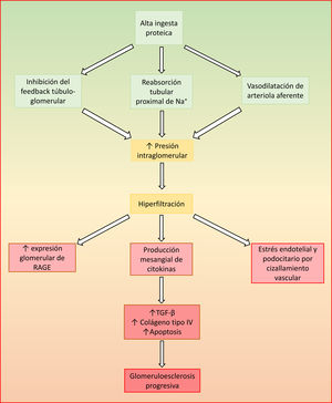 Mecanismo fisiopatológico del daño renal inducido por una alta ingesta proteica. Na+: sodio; RAGE: receptor de productos finales de la glicoxilación avanzada (Receptor for Advanced Glycation Endproducts); TGF-β: factor de crecimiento transformante beta (transforming growth factor-beta).