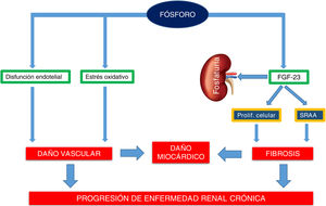 Papel del fósforo en el daño y progresión de la enfermedad renal crónica. Las proteínas son una fuente importante de fósforo. Este estimula producción de factor de crecimiento fibroblástico 23 (FGF-23), que promueve su eliminación renal. A su vez FGF-23 promueve la diferenciación osteoblástica de las células musculares lisas vasculares y la activación del sistema renina-angiotensina, generando en último término daño renal y miocárdico por fibrosis. Además, la sobrecarga de fósforo induce disfunción endotelial y estrés oxidativo, reduciendo síntesis de óxido nítrico, acelerando el daño vascular renal.