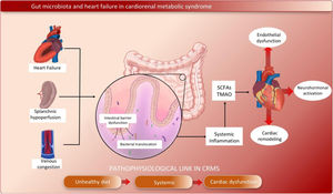 Schematic representation of the bidirectional interaction between the gut microbiota and heart failure within cardiorenal metabolic syndrome (CRMS). The venous congestion and splanchnic hypoperfusion inherent to heart failure promote intestinal barrier dysfunction, increased permeability, and bacterial translocation, thereby amplifying the low-grade systemic inflammation characteristic of CRMS. The resulting dysbiosis disrupts the production of microbial metabolites including short-chain fatty acids (SCFAs) and trimethylamine N-oxide (TMAO) which in turn influence endothelial function, neurohormonal activation, and myocardial remodeling. These mechanisms integrate diet, inflammation, and cardiac dysfunction, positioning the gut microbiota as a central pathophysiological modulator of CRMS.