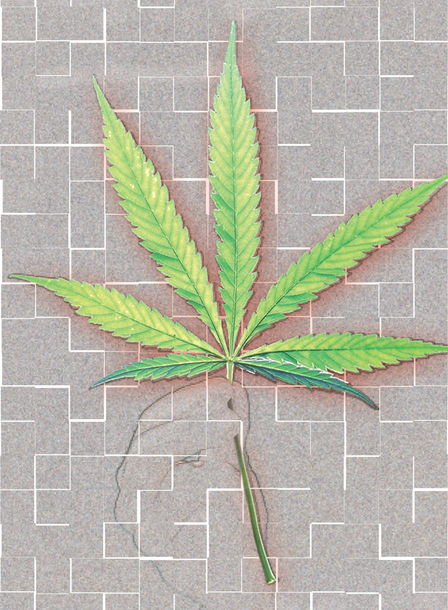 El efecto terapéutico del cannabis