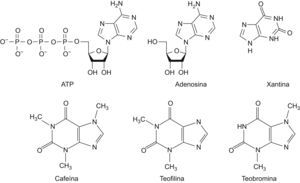 Estructuras químicas de adenosín trifosfato, adenosina, xantina y de las principales metilxantinas: cafeína del café, teofilina del té y teobromina del chocolate. El metabolismo de la cafeína en el hígado da lugar a teofilina (4%) y a teobromina (12%).